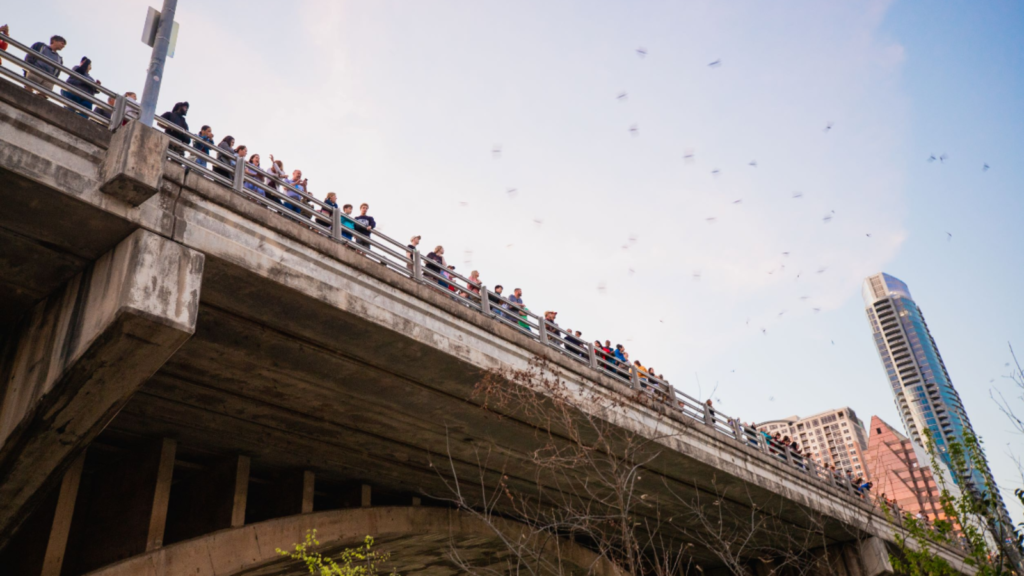 Bat Fest llega al centro de Austin el 28Ago Austin Latino