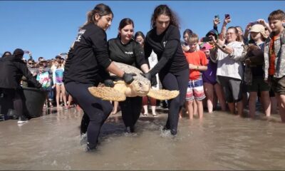 Tortugas marinas en peligro de extinción rescatadas y liberadas por Texas State Aquarium