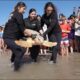 Tortugas marinas en peligro de extinción rescatadas y liberadas por Texas State Aquarium