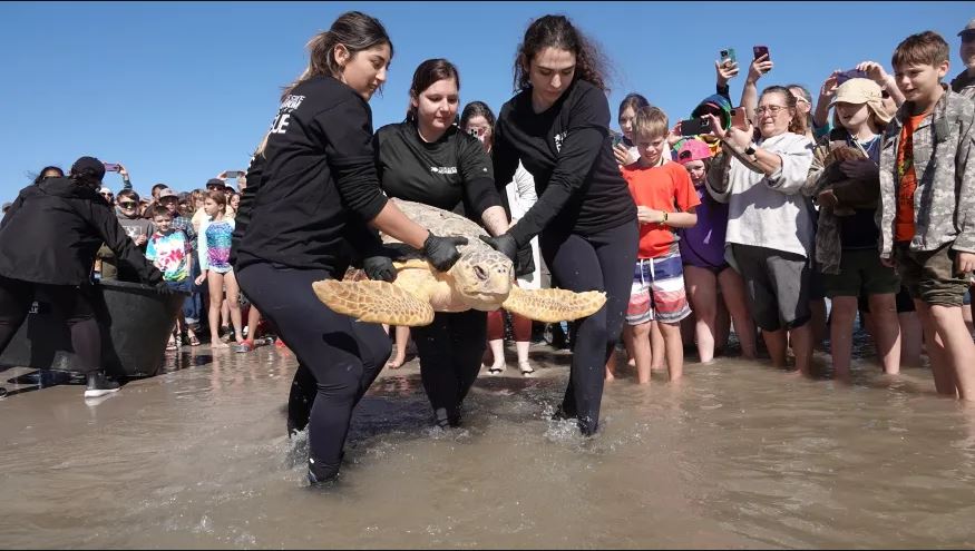 Tortugas marinas en peligro de extinción rescatadas y liberadas por Texas State Aquarium