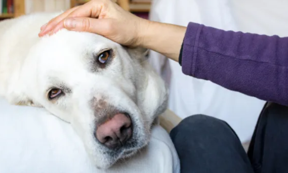 Casos de gripe canina aumentan: ¿qué tomar en cuenta?