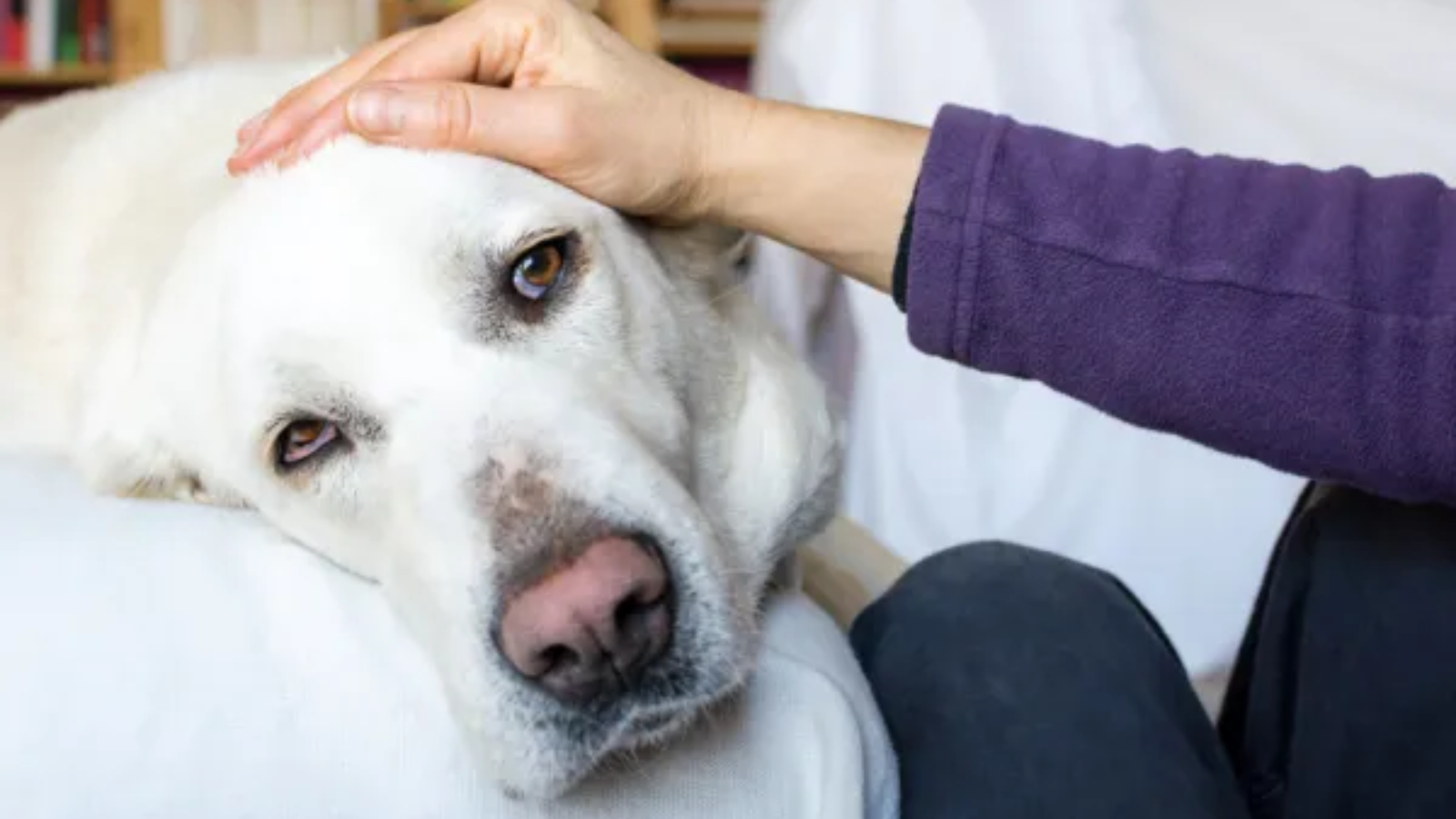 Casos de gripe canina aumentan: ¿qué tomar en cuenta?