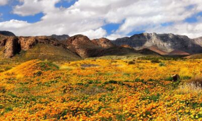 Una franja de tierra en West Texas, llamada Castner Range, fue designada como nuevo monumento nacional. El territorio alberga abundante vida vegetal, incluidas las amapolas mexicanas.(Mark C. Clune / Courtesy)