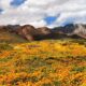 Una franja de tierra en West Texas, llamada Castner Range, fue designada como nuevo monumento nacional. El territorio alberga abundante vida vegetal, incluidas las amapolas mexicanas.(Mark C. Clune / Courtesy)