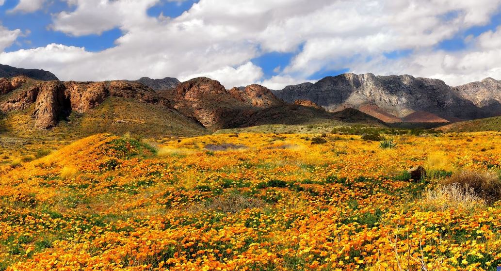 Una franja de tierra en West Texas, llamada Castner Range, fue designada como nuevo monumento nacional. El territorio alberga abundante vida vegetal, incluidas las amapolas mexicanas.(Mark C. Clune / Courtesy)