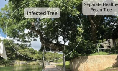 El Departamento de Parques y Recreación de Austin (PARD) dijo que debe eliminar el icónico árbol de nuez de Barton Springs Pool conocido como "Flo" después de evaluar todas las opciones y riesgos para la seguridad pública. (Foto: Departamento de Parques y Recreación de Austin)