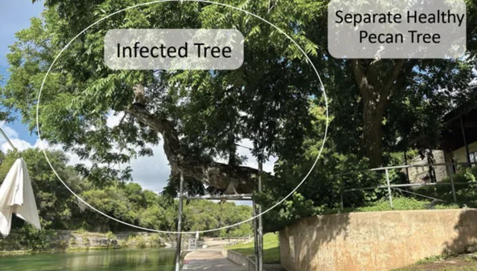 El Departamento de Parques y Recreación de Austin (PARD) dijo que debe eliminar el icónico árbol de nuez de Barton Springs Pool conocido como "Flo" después de evaluar todas las opciones y riesgos para la seguridad pública. (Foto: Departamento de Parques y Recreación de Austin)