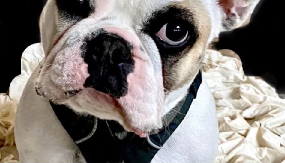 Amado bulldog francés robado a plena luz del día de la casa familiar de Great Hills (Foto cortesía de Jessie Chern)