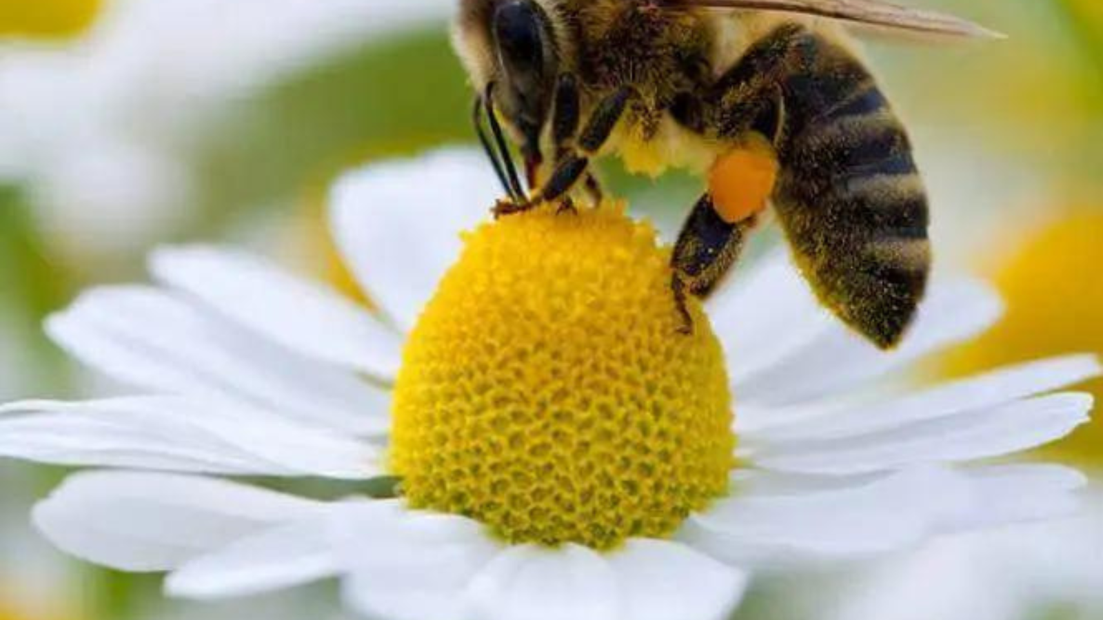 Jardines florales con 1 millón de abejas protegen la biodiversidad en el norte