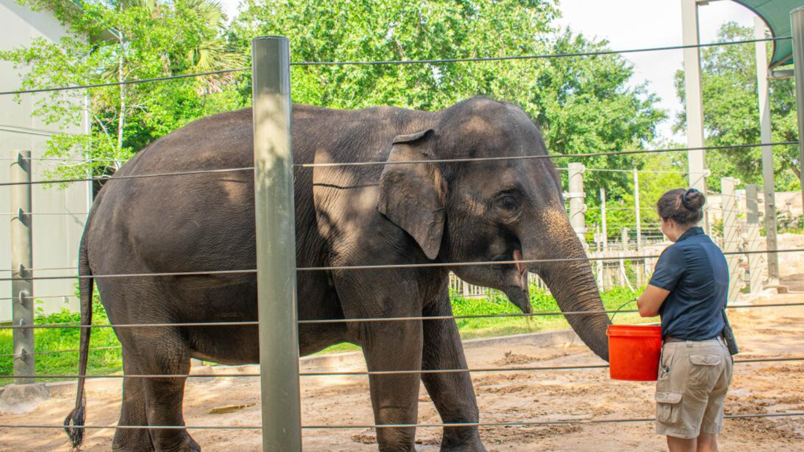 Shanti, la futura mamá elefanta de 33 años que vive en el Zoológico de Houston