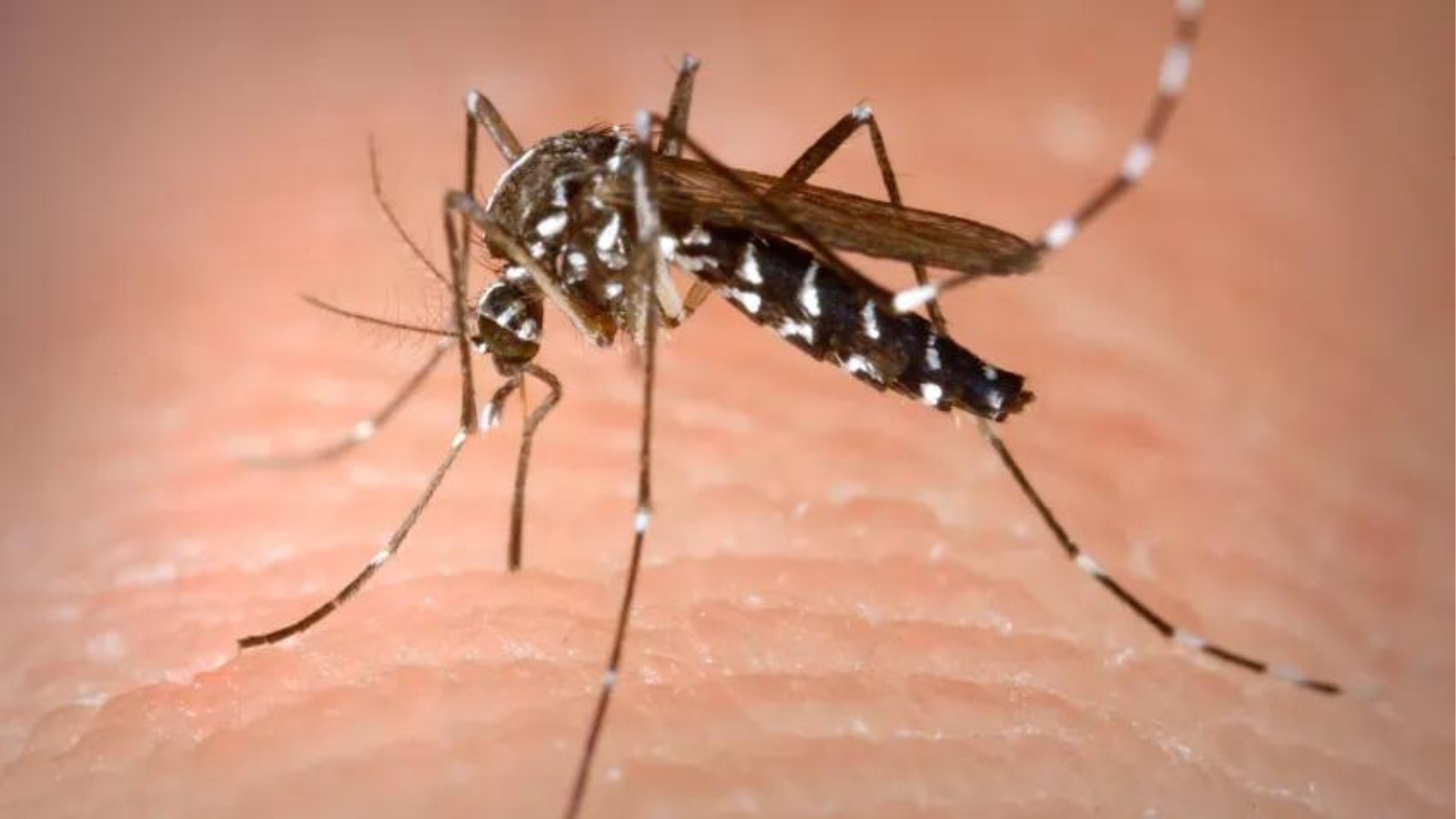 Identifican el primer mosquito con virus del Nilo Occidental en Fort Bend