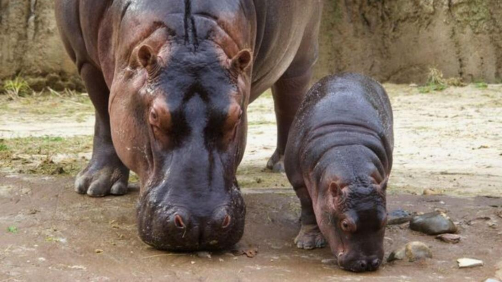 Regresan las entradas por $1 al Zoológico de Dallas