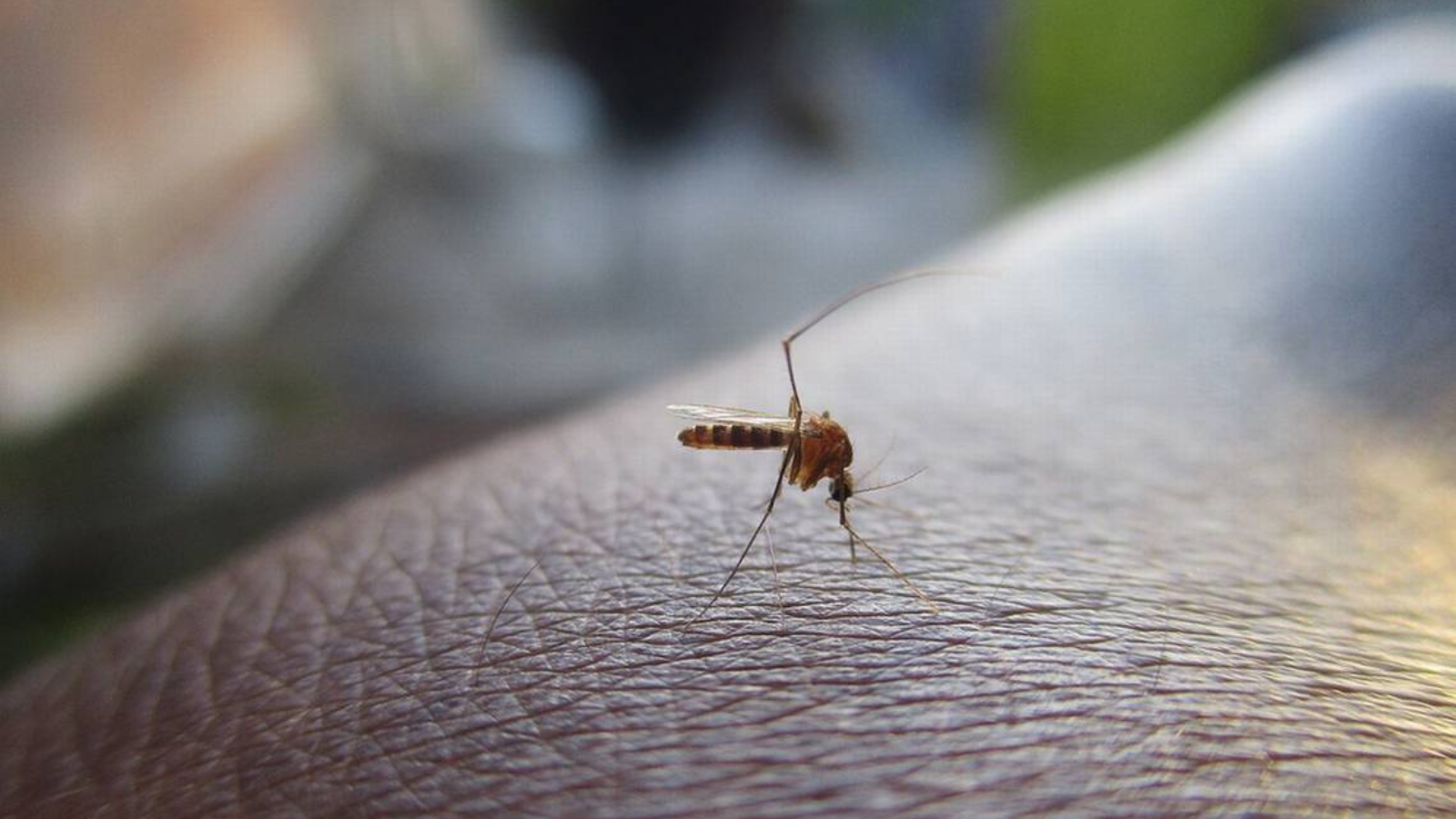 Calor podría provocar mayor presencia de insectos en los hogares texanos