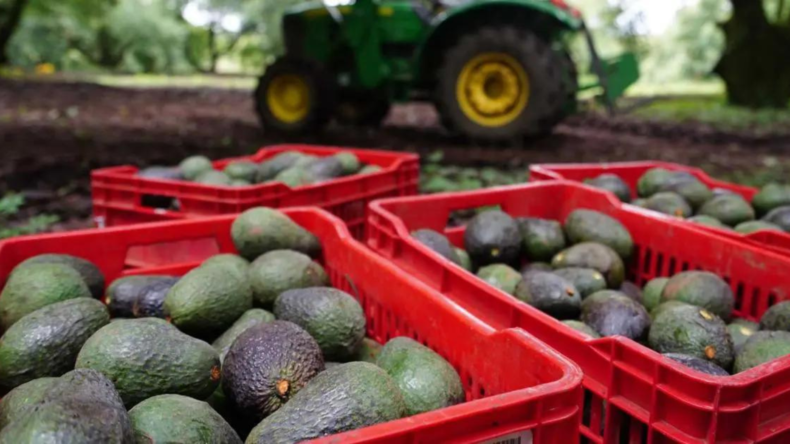 Comerciantes mexicanos denuncian subida del 40 % en precio del aguacate