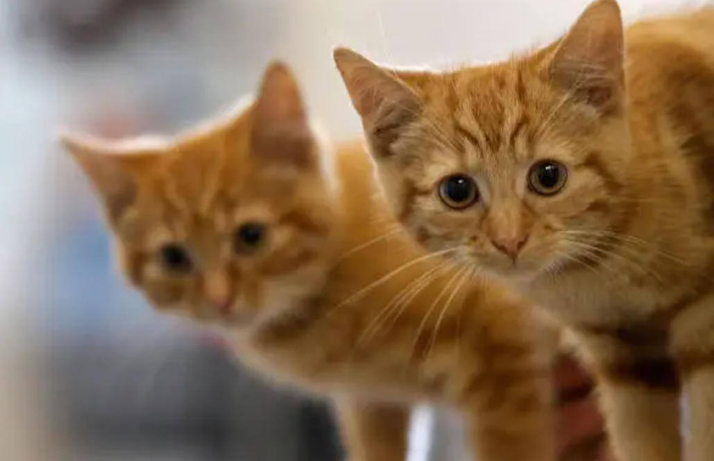 ‘Gatitos en la biblioteca’ regresa a Georgetown