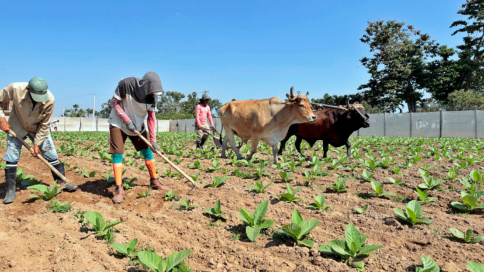 Exportaciones agrícolas mexicanas crecen un 4,48 % en el primer semestre 