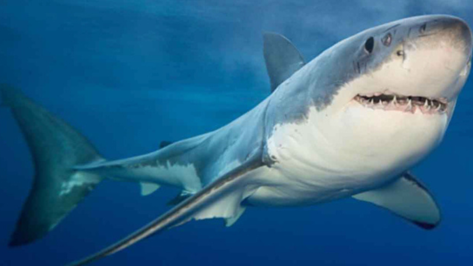 Grandes tiburones fundamentales para la salud de los océanos se encuentran en peligro