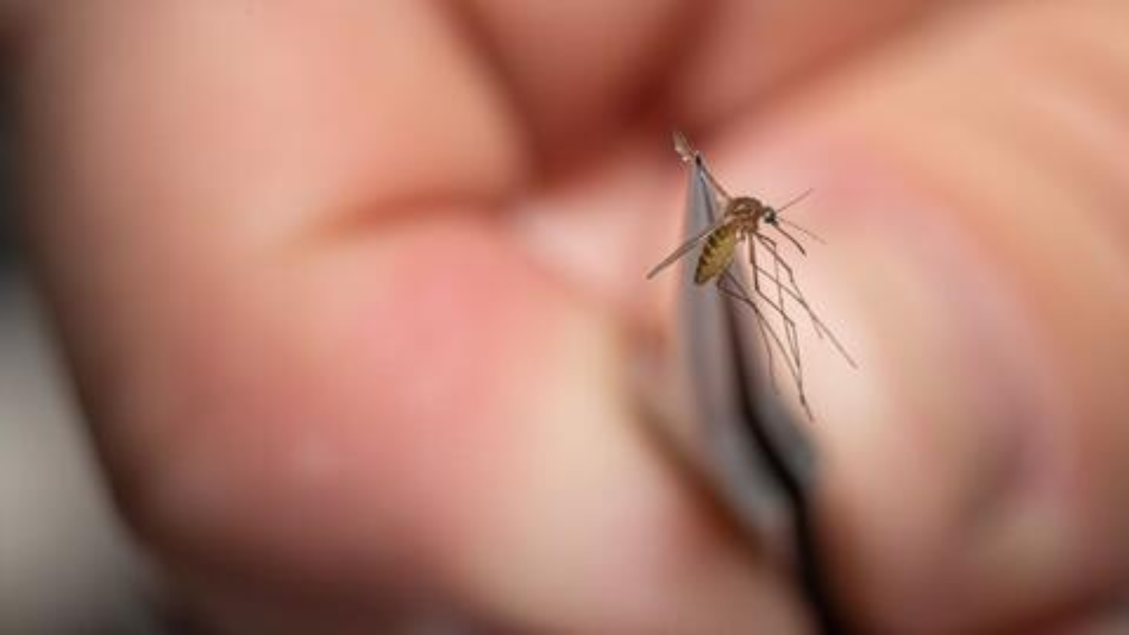 Mosquito con el virus del Nilo Occidental ha sido detectado en la ciudad de Sugar Land