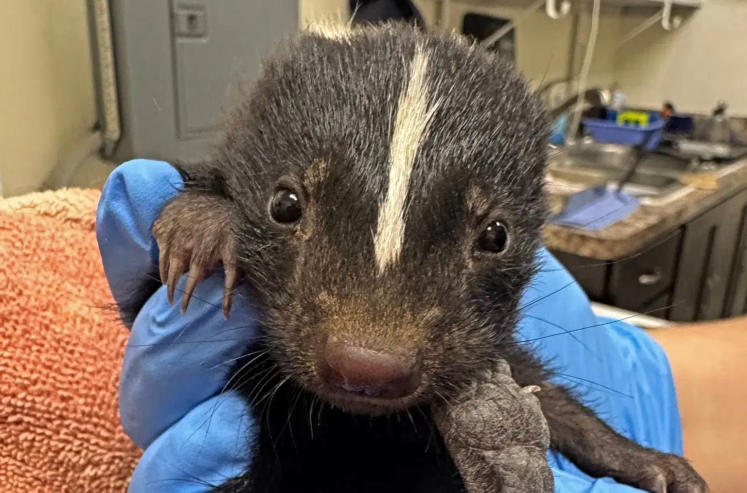 (Foto/Austin Wildlife Rescue)