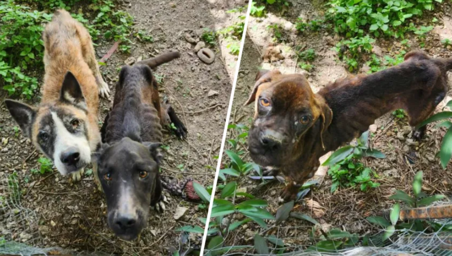 Rescatan cinco perros en estado de abandono