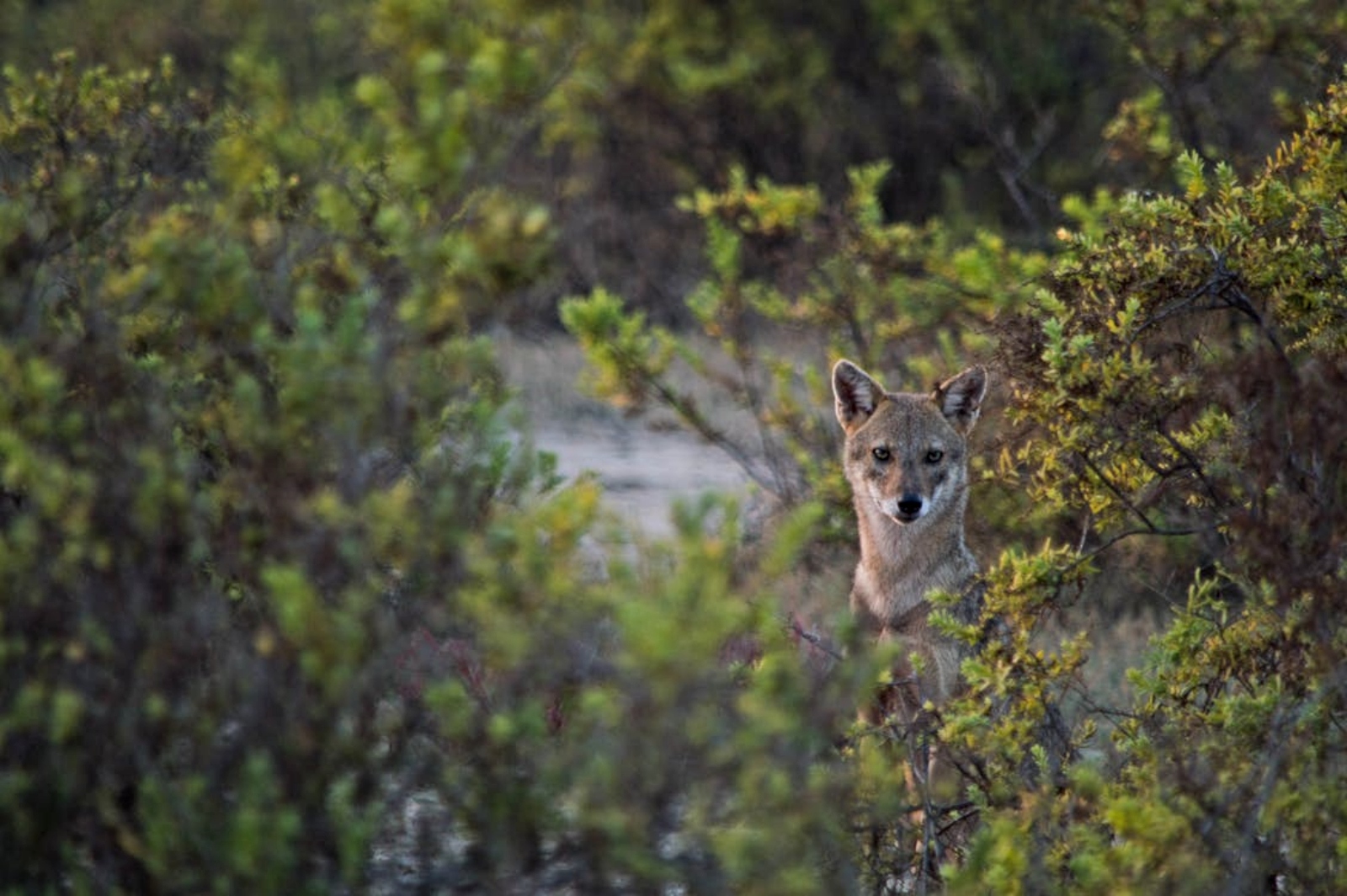 Photo: Amol Mande | Pexels