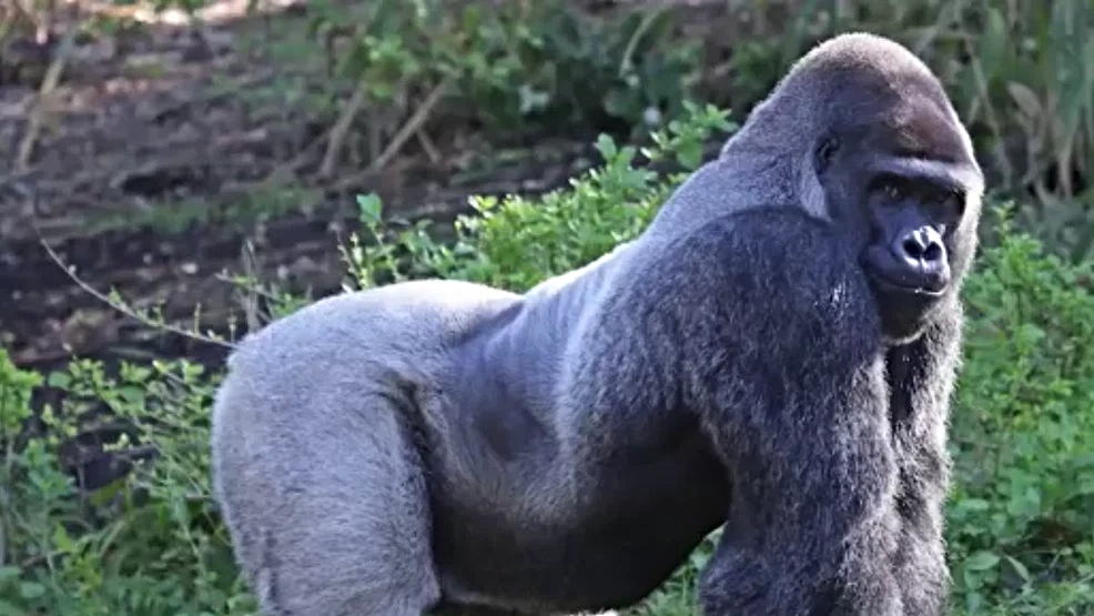 Gorilla (Credit/San Antonio Zoo)