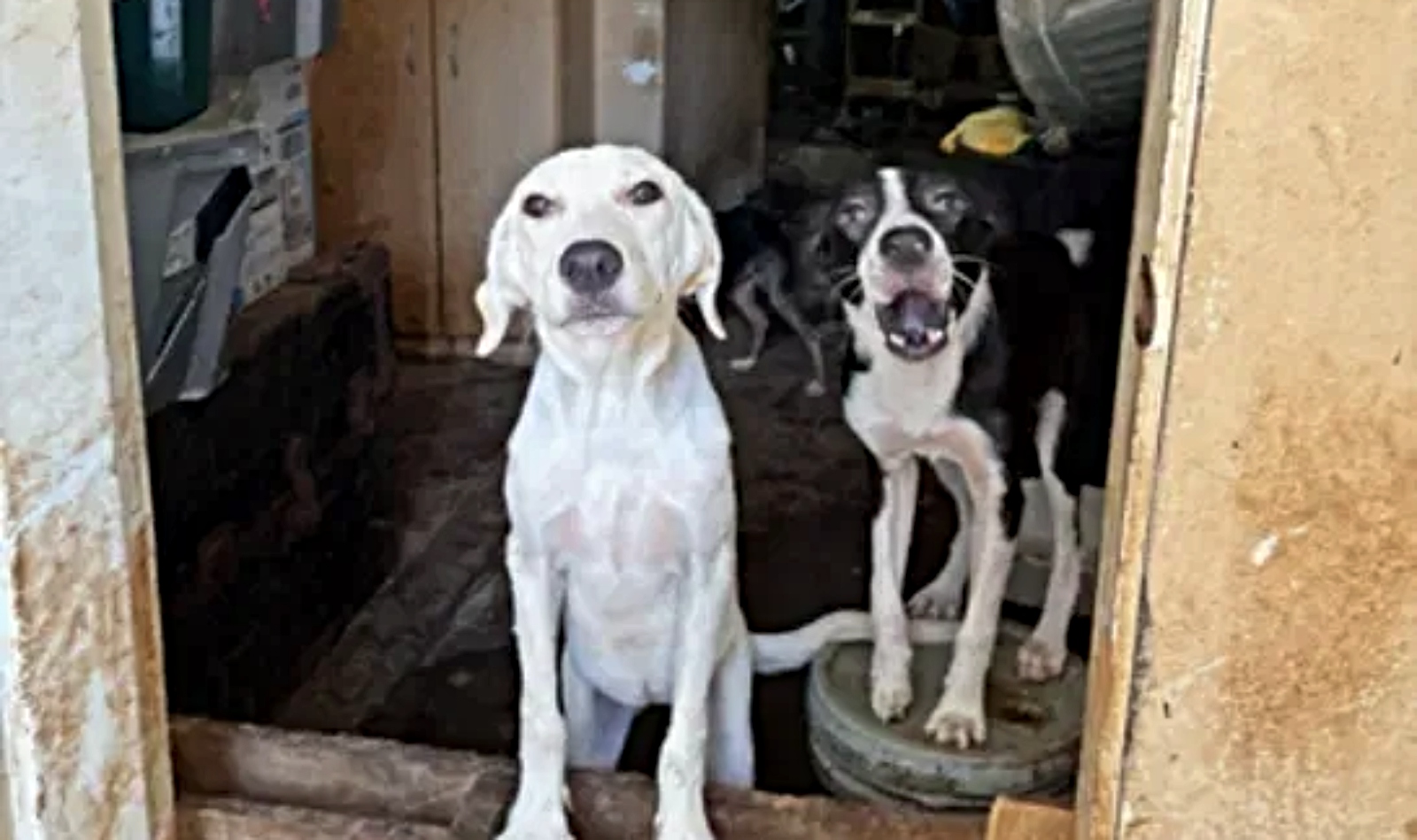 (Crédito: Texas Humane Heroes)