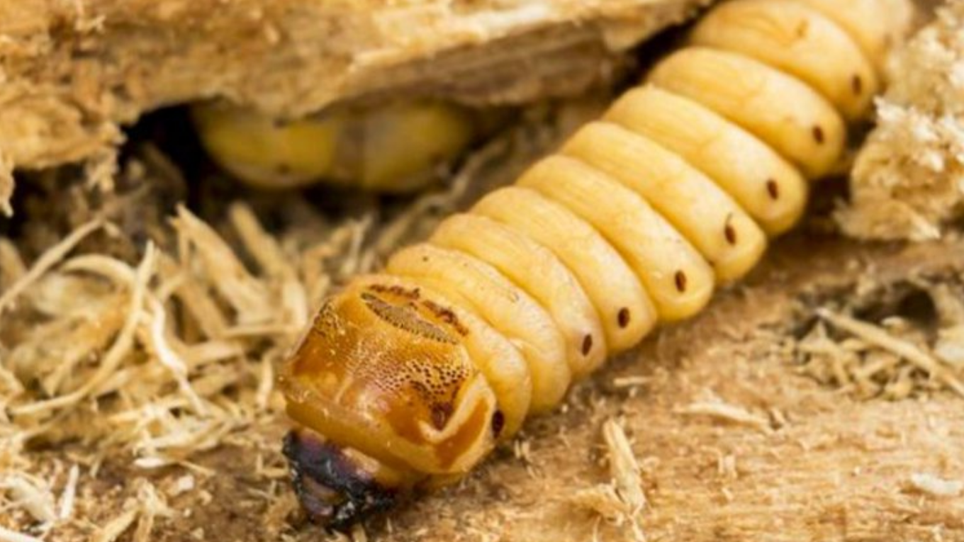 Gusano barrenador / Foto: @saludgobhn en X