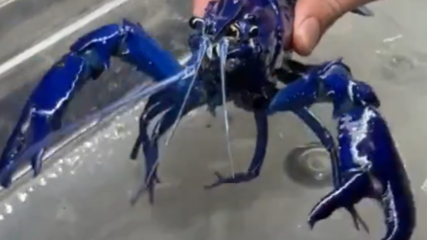 Langosta azul / Foto: @Bio_comunidad en X