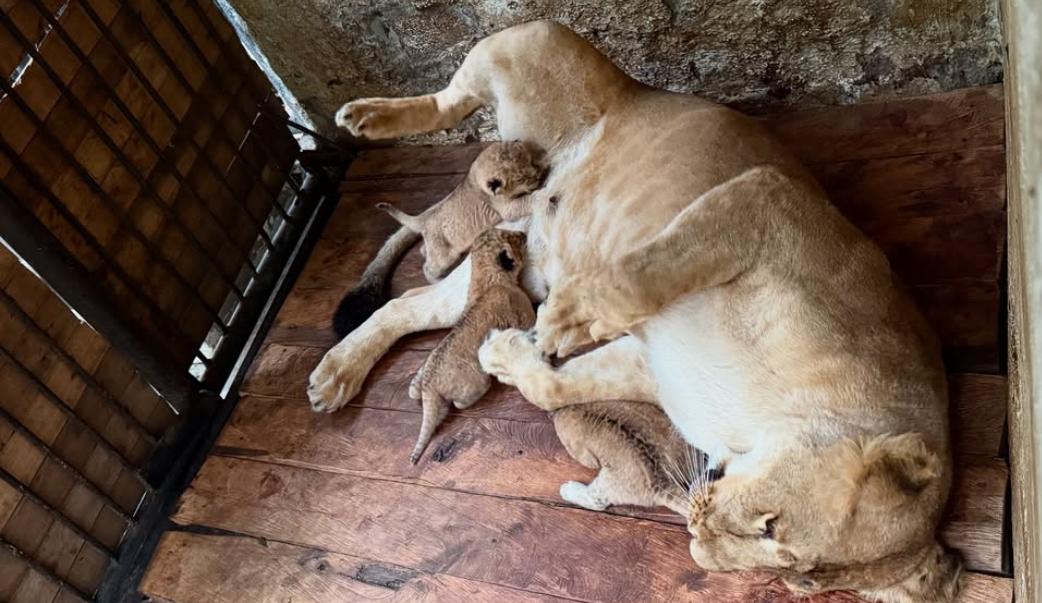 Leona Carú / Foto: @parquezoologicomerida en Instagram