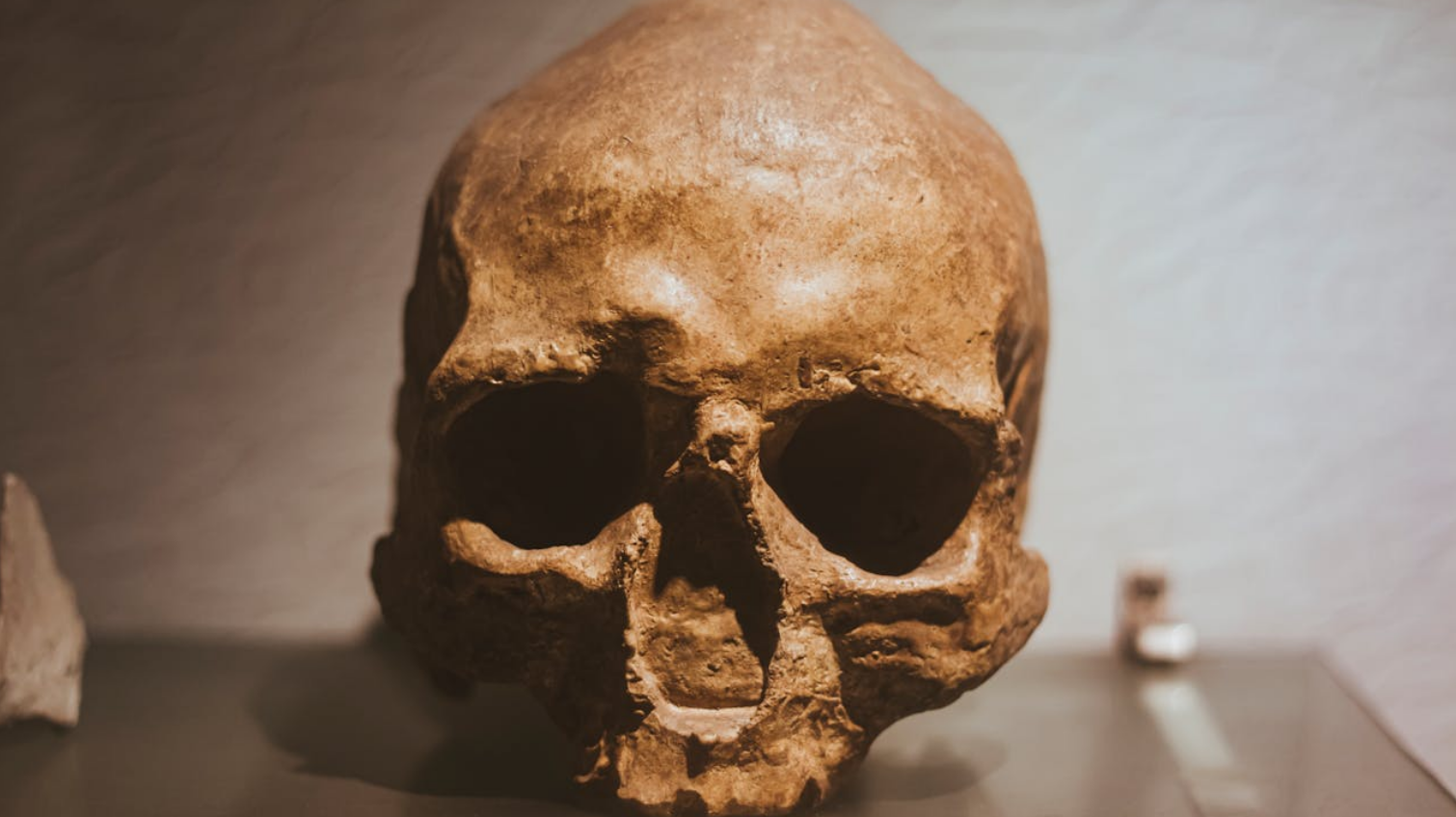 Linaje desconocido / Foto de Ranjit Pradhan de Pexels