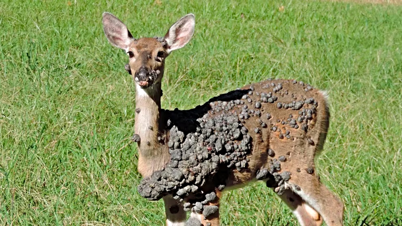 Photo: (Mississippi State University)