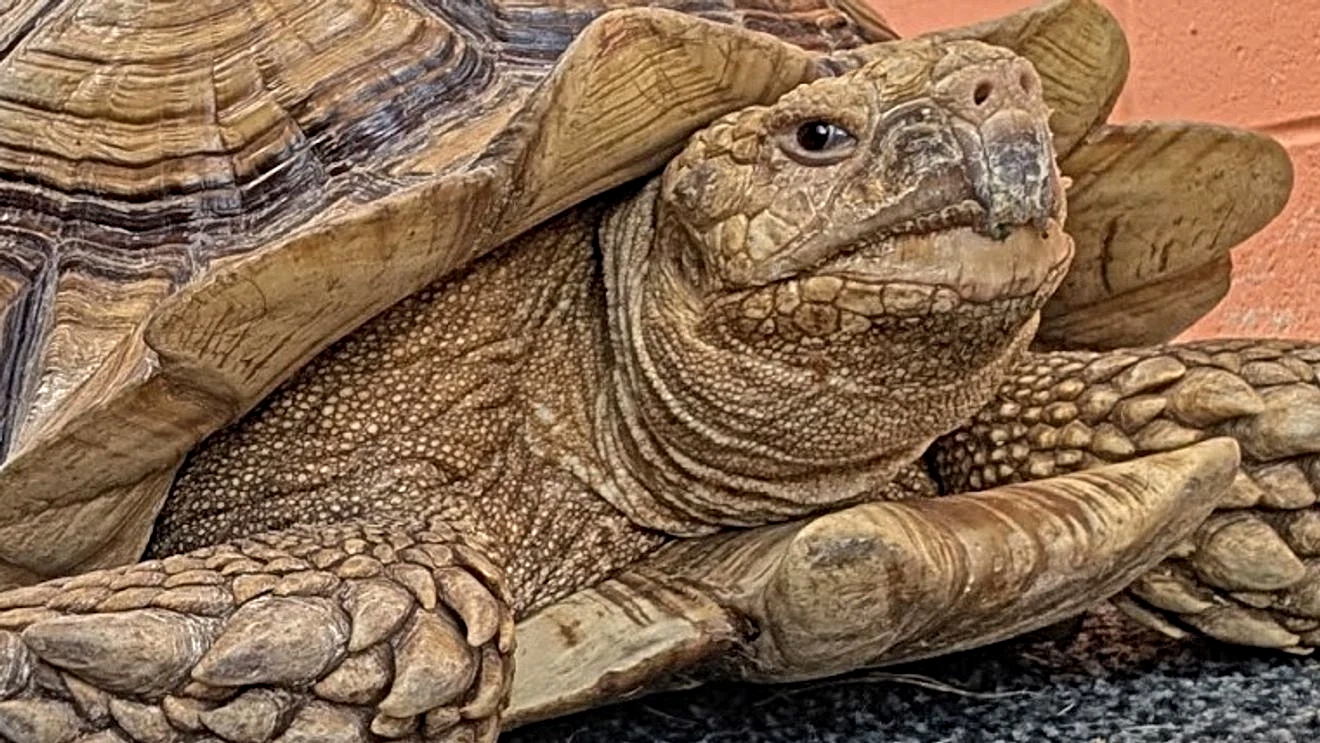 PHOTO: San Marcos Regional Animal Shelter (Facebook)