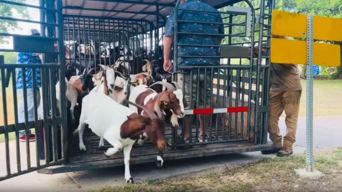 Goats return to Pflugerville to assist in park vegetation management (Credit: City of Pflugerville)