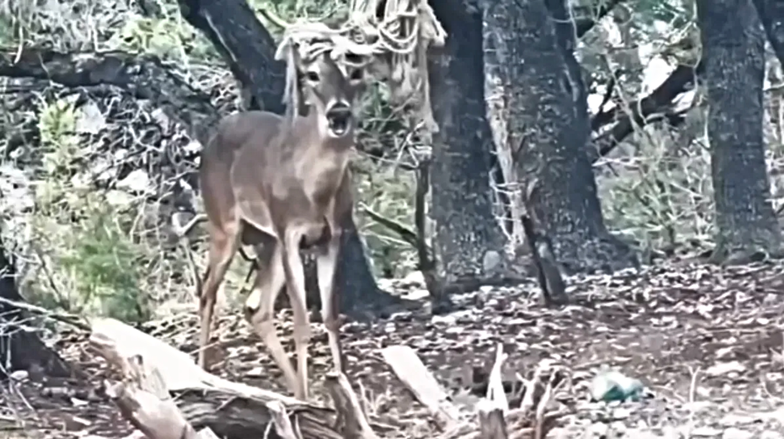 (Credit: Lago Vista PD)