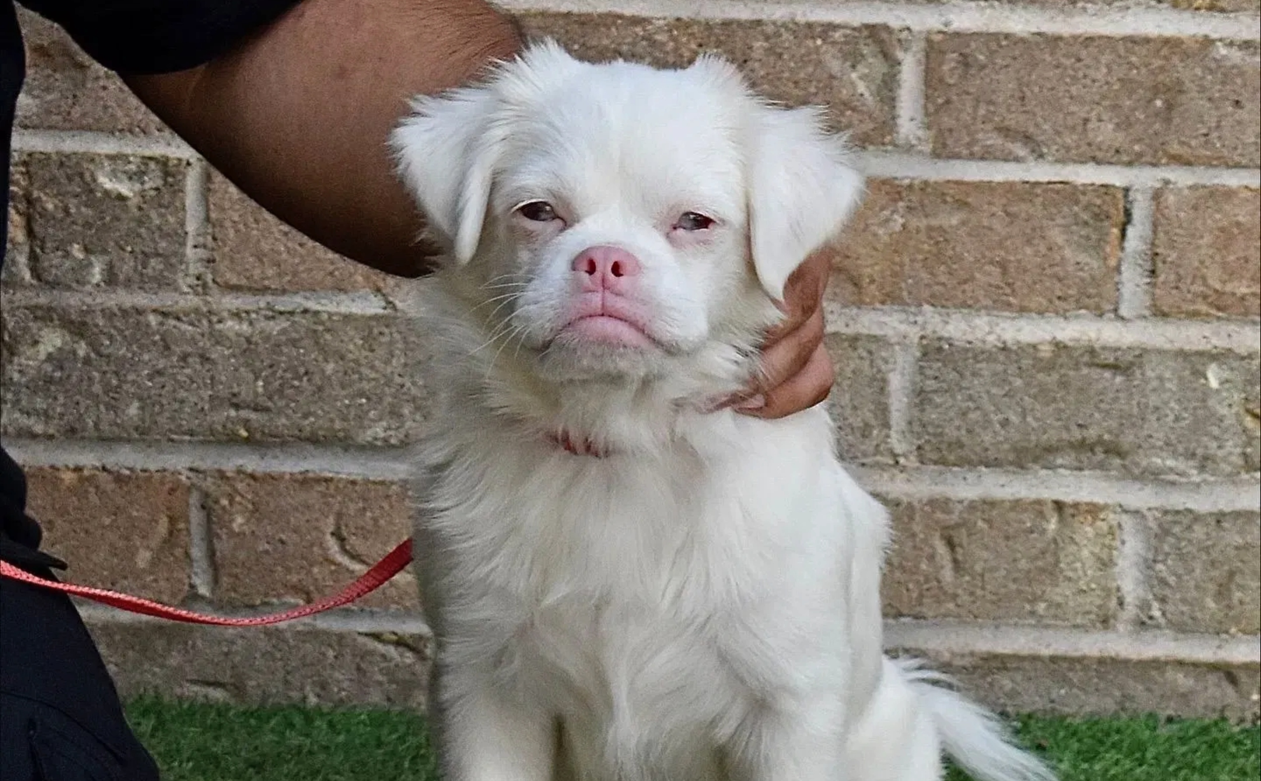 (Photo: Austin Humane Society)