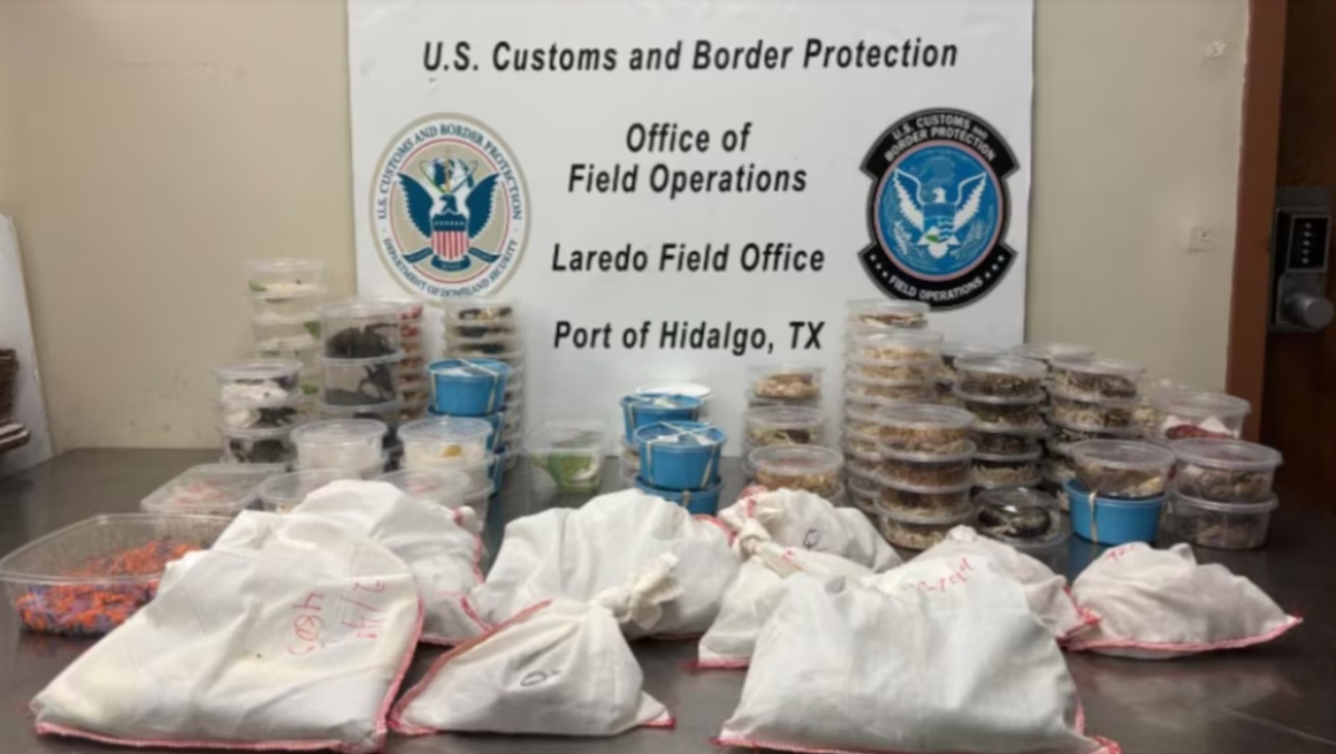 Agentes federales hallaron más de 160 animales exóticos, entre reptiles, arácnidos y ciempiés, ocultos en un camión que cruzaba el puente internacional Anzalduas, Texas.