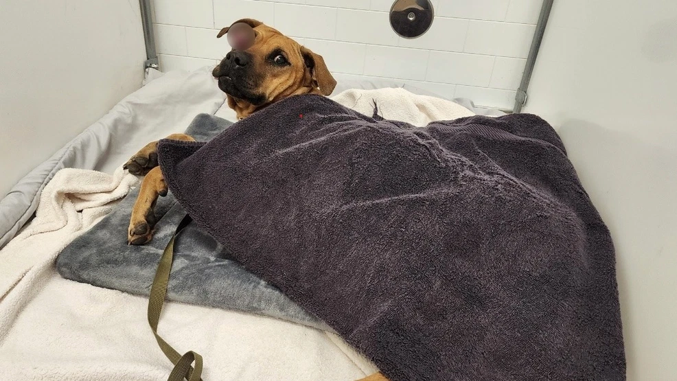 (PHOTO/Austin Pets Alive!)