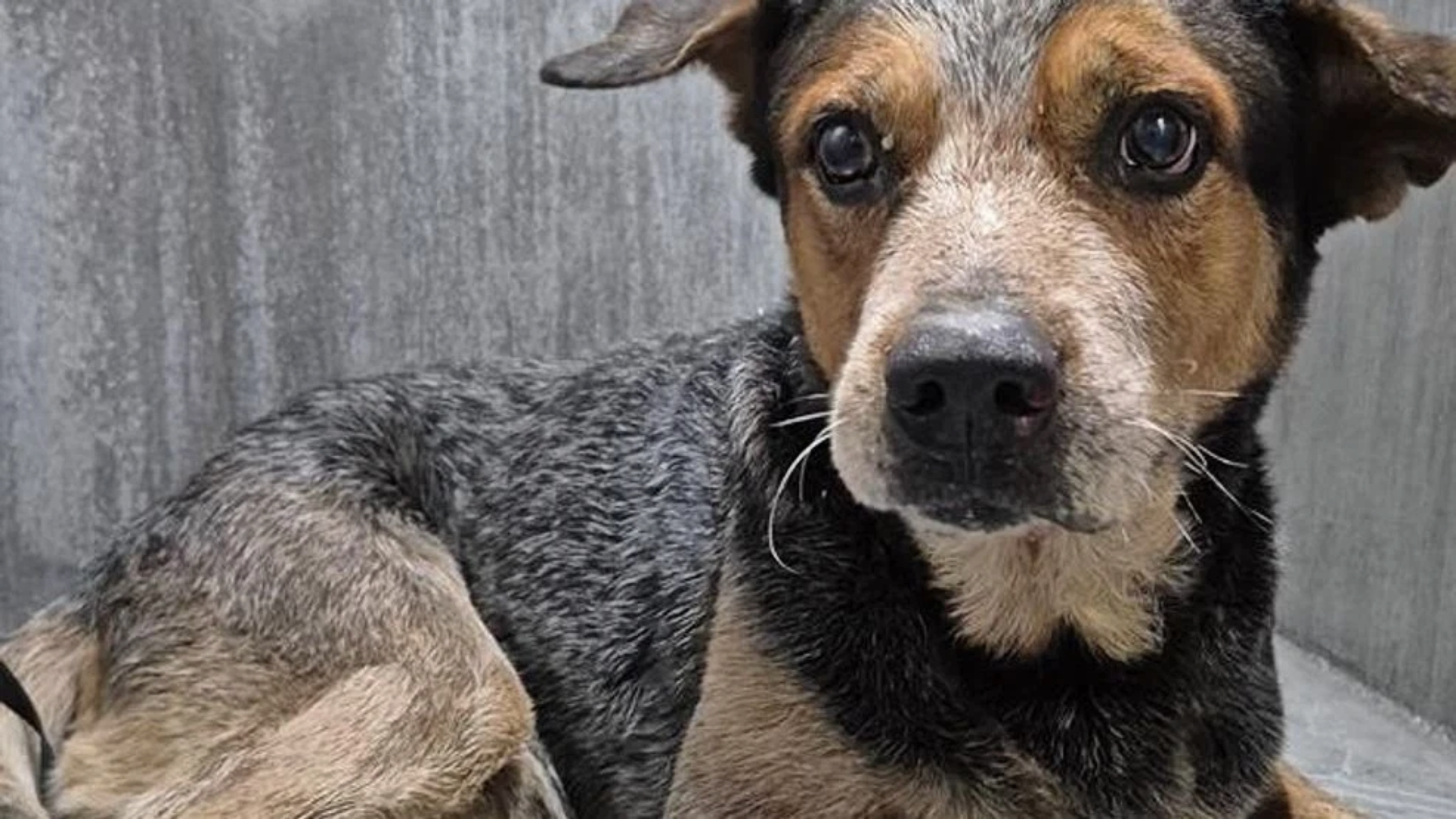 (PHOTO: Animal Care Services)