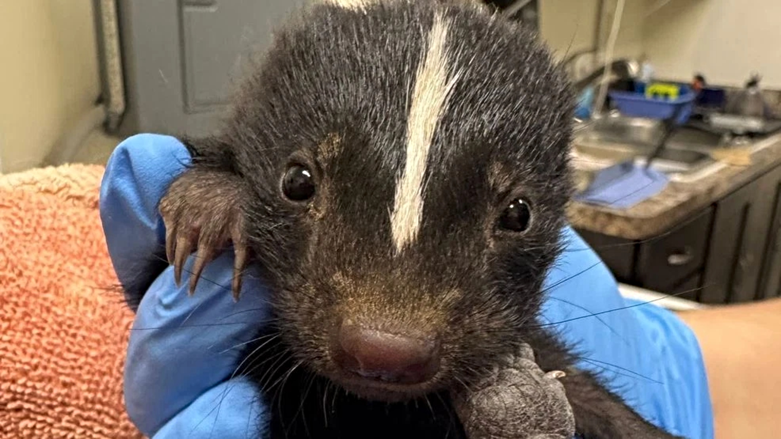 (Photo/Austin Wildlife Rescue)