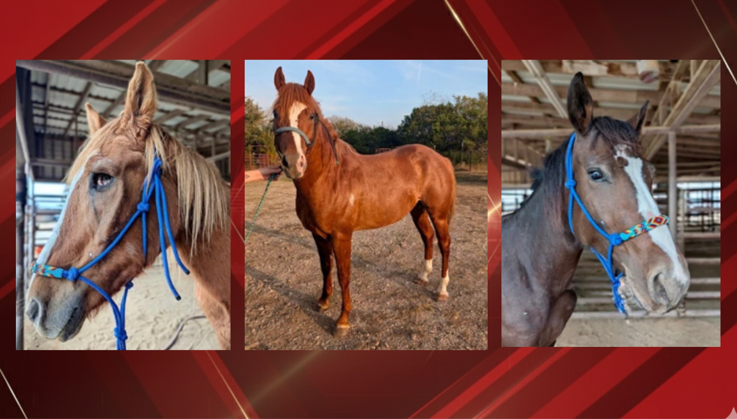 (Photo: Hill Country Animal Rescue)