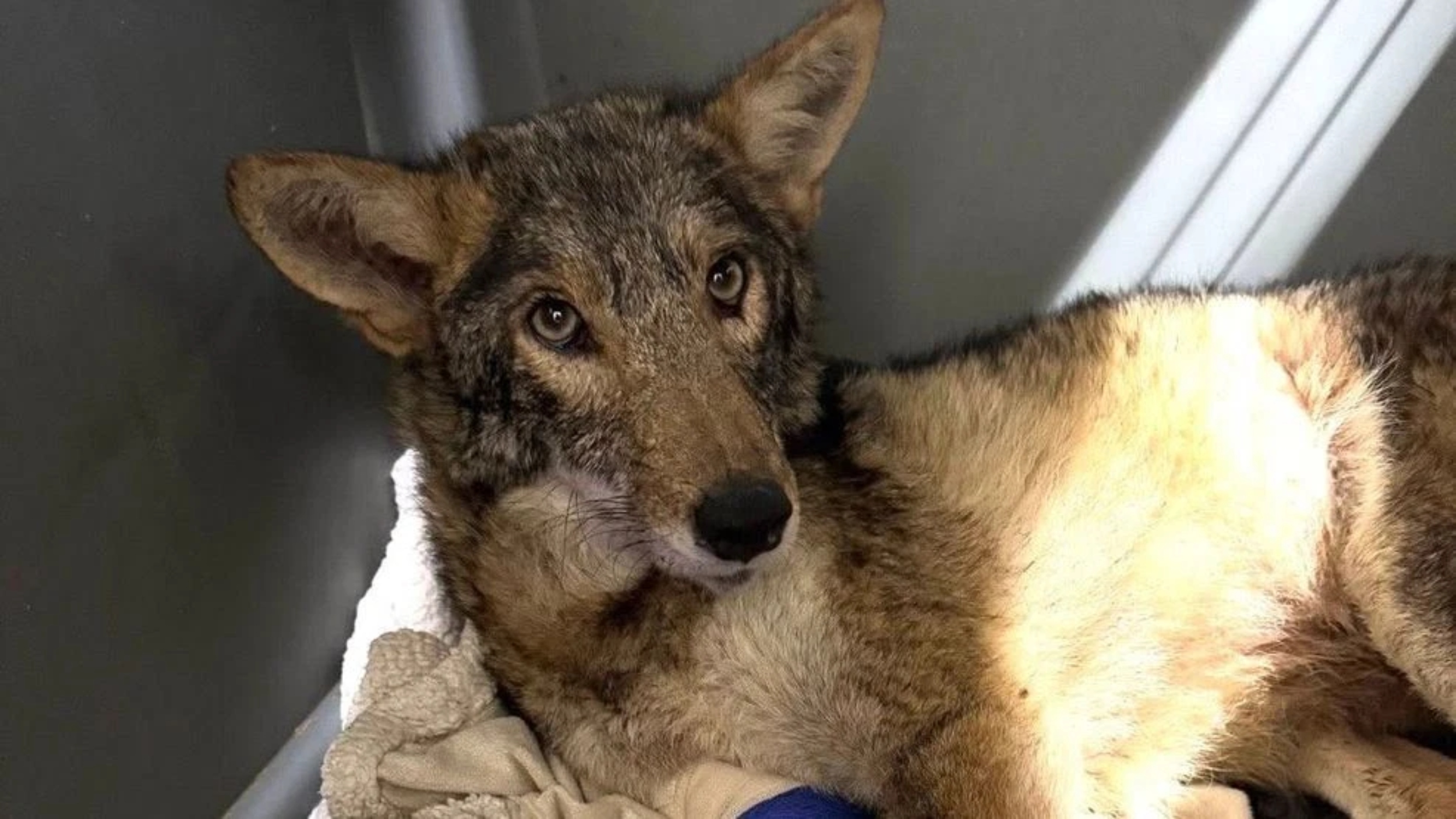 (Photo: Austin Wildlife Rescue)