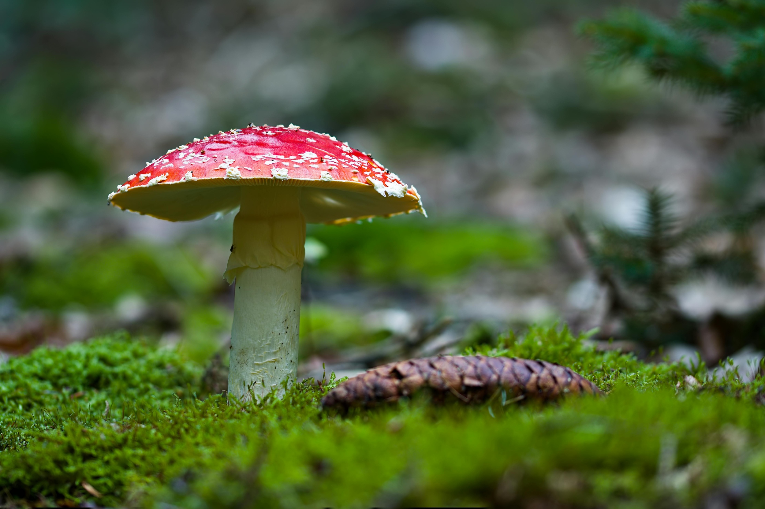 Foto de ArWeltAtty Attila: https://www.pexels.com/es-es/foto/hongo-amanita-muscaria-de-color-rojo-intenso-en-un-bosque-aleman-28800747/