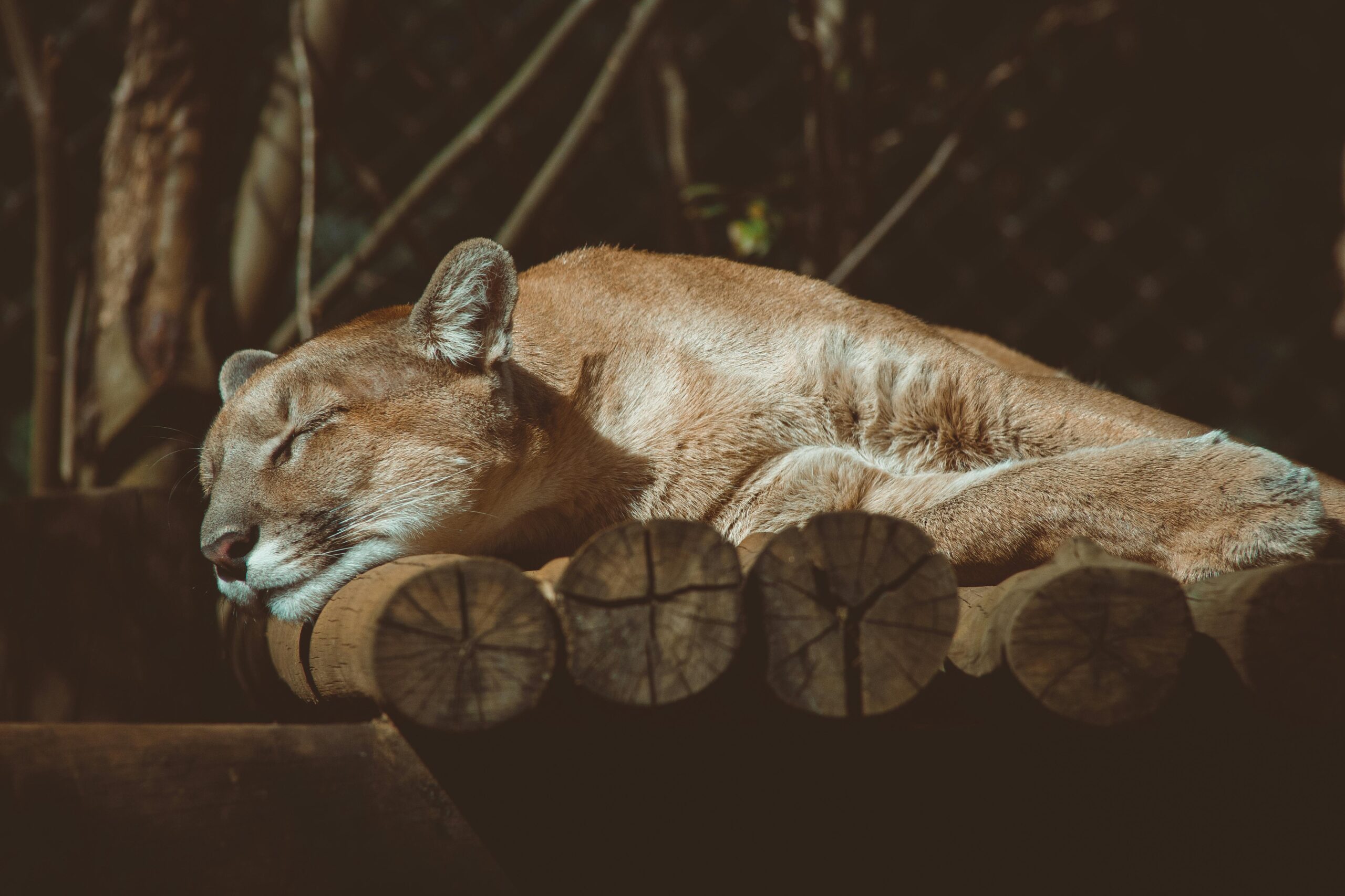 Foto de Lucas Pezeta: https://www.pexels.com/es-es/foto/puma-durmiendo-3927606/