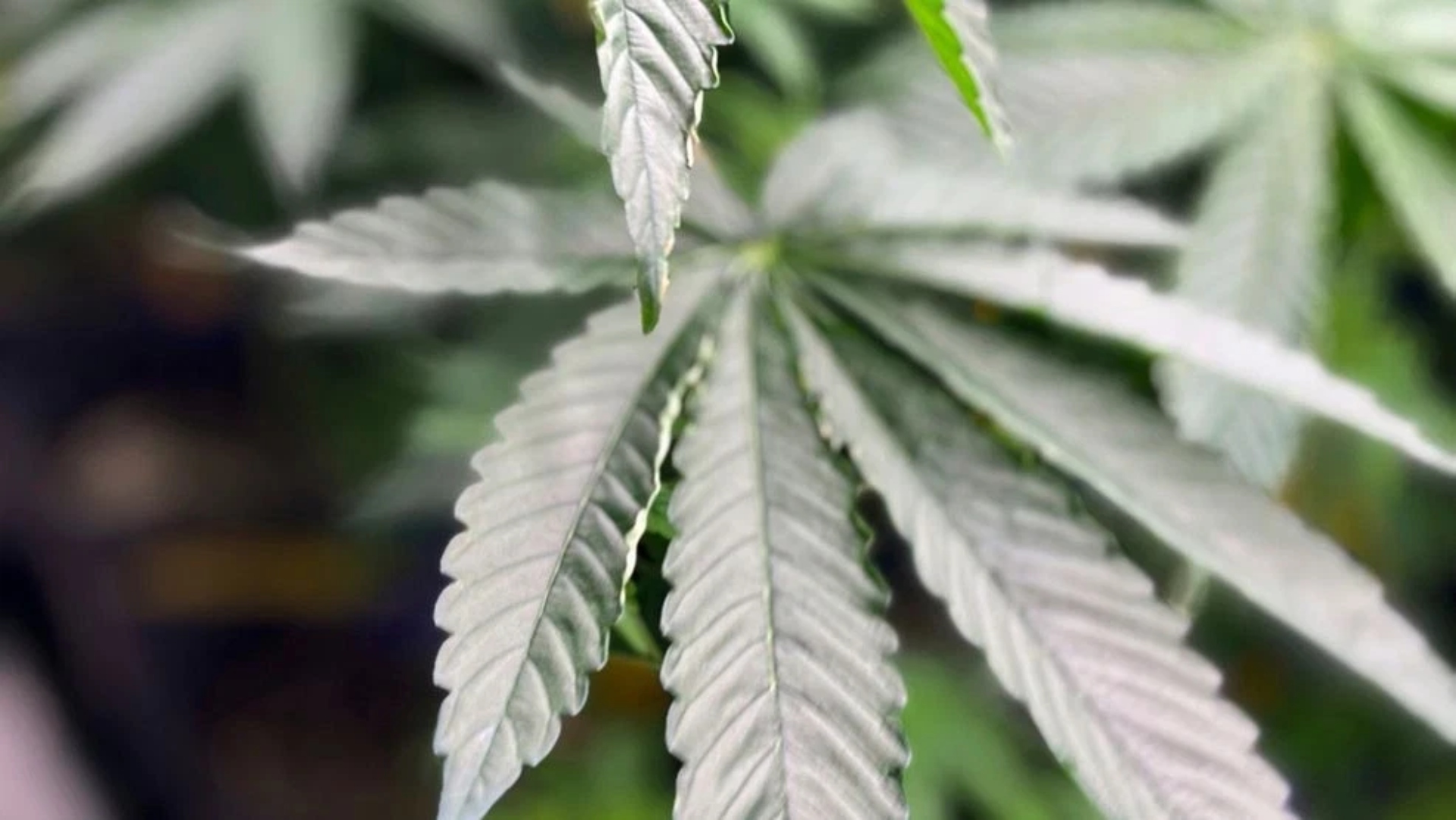 (AP Photo/Kim Chandler, File)