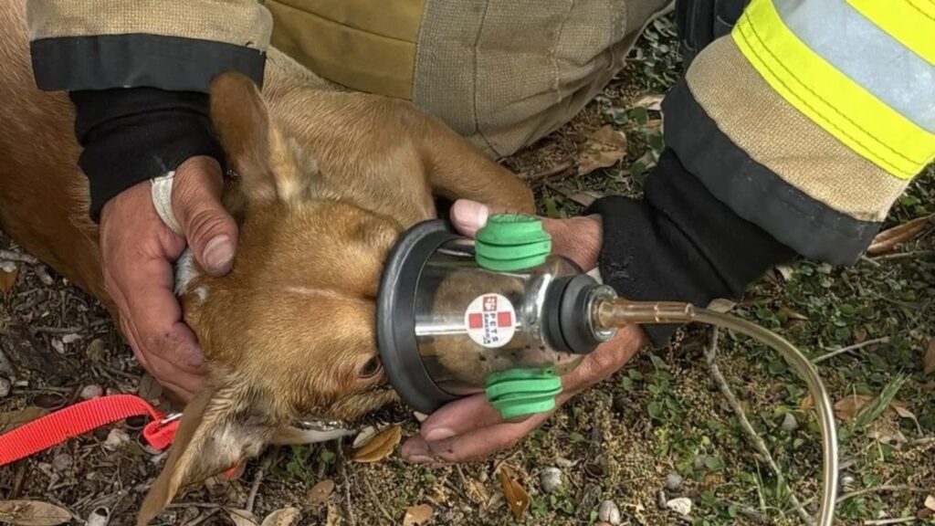 Créditos: Pflugerville Fire Department