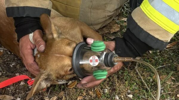 Créditos: Pflugerville Fire Department