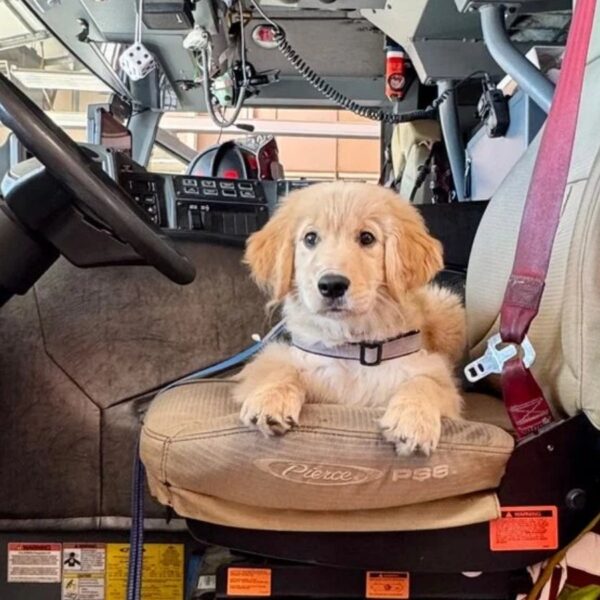 (Photo: Central Texas Public Safety Commission)