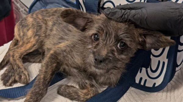 (Photo: Austin Humane Society)