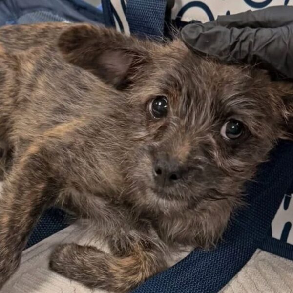 (Photo: Austin Humane Society)